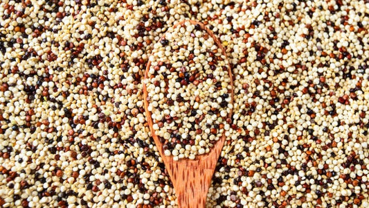Various colours for sorghum grain